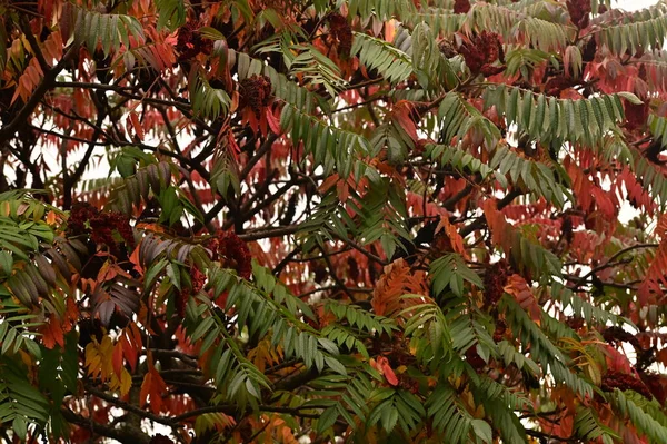 Belles Feuilles Plante Sumac Saison Automne — Photo