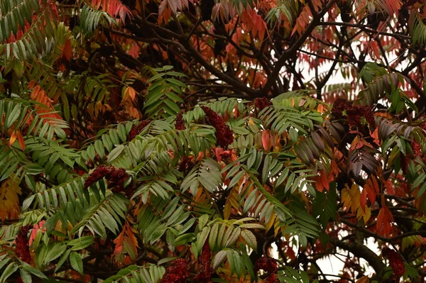 Belles Feuilles Plante Sumac Saison Automne — Photo