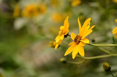 Bahçedeki güzel sarı çiçekleri kapat.
