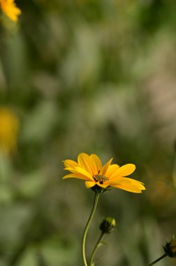 Bahçedeki güzel sarı çiçekleri kapat.