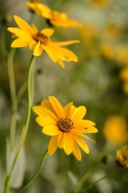 Bahçedeki güzel sarı çiçekleri kapat.