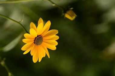 Bahçedeki güzel sarı çiçekleri kapat.