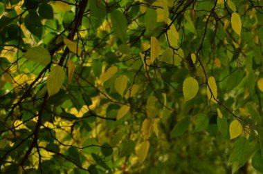 Sonbahar ağaçları arka planda. Parktaki ağaç dallarının dokusunu.