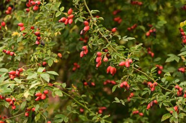 Kırmızı böğürtlenleri çalılığa yaklaştır