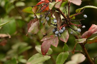 Çalılıklarda böğürtlen yakın çekim