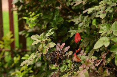 Çalılıklarda böğürtlen yakın çekim