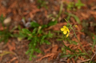 Bahçedeki güzel sarı çiçekleri kapat.