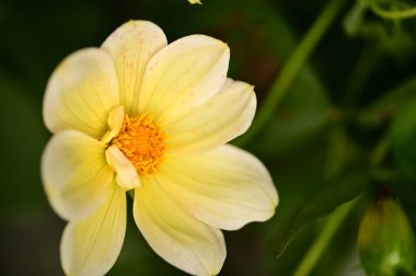 Bahçedeki güzel sarı çiçekleri kapat.