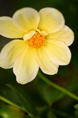 Bahçedeki güzel sarı çiçekleri kapat.