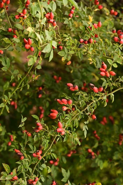 Closeup Red Berries Bush — Stock Photo, Image