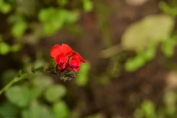 花园中美丽的红色花朵的近景 — 图库照片
