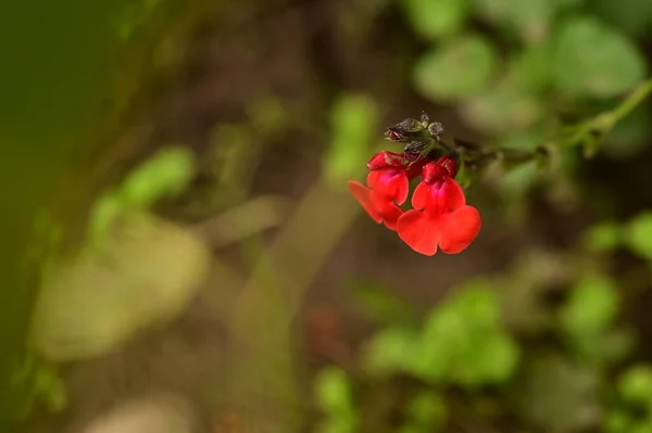 Vista Cerca Hermosas Flores Rojas Jardín — Foto de Stock