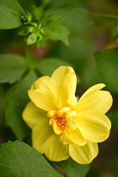 Nahaufnahme Von Schönen Gelben Blumen Garten — Stockfoto