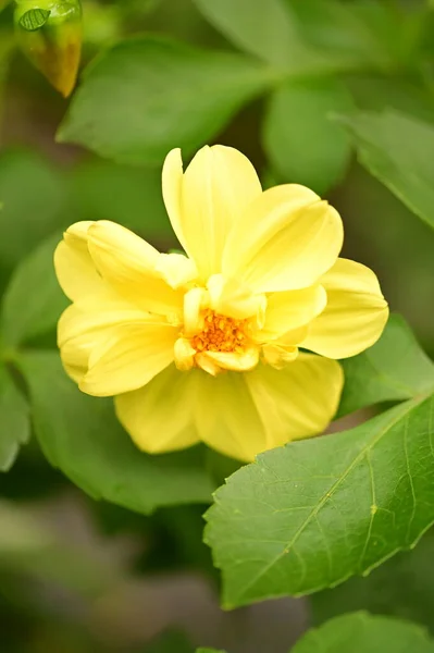 Vista Cerca Hermosas Flores Amarillas Jardín — Foto de Stock