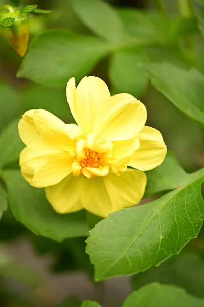 庭の美しい黄色の花を間近に見ることができます — ストック写真