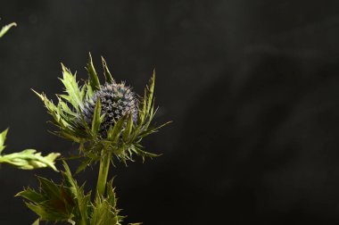 Eryngium çiçeklerinin yakın görüntüsü, yaz konsepti