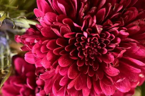 Piękne Kwiaty Bukiet Zbliżenie — Zdjęcie stockowe