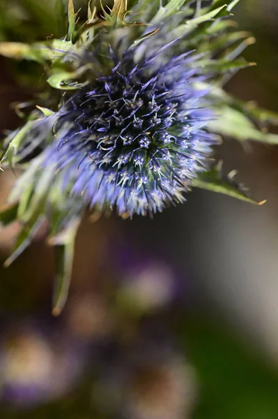 Close View Eryngium Flowers Summer Concept — Stock Photo, Image