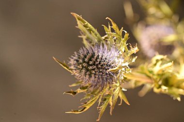 Eryngium çiçeklerinin yakın görüntüsü, yaz konsepti