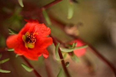 Bahçedeki güzel kırmızı çiçekleri kapat.