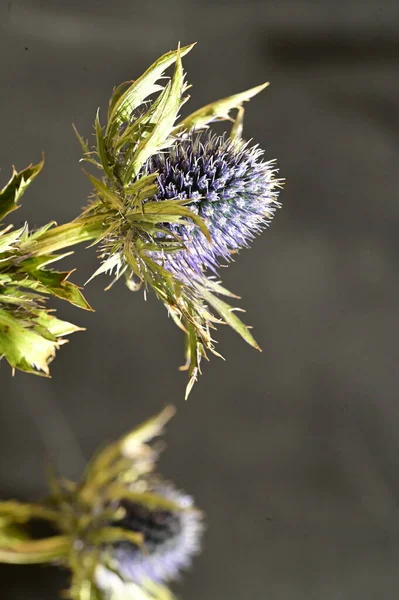 Vista Perto Flores Eryngium Conceito Verão — Fotografia de Stock