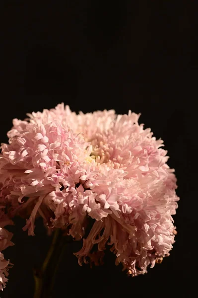 美しいピンクの菊の花のクローズ アップ — ストック写真