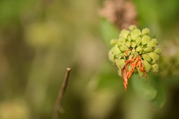 Zavřít Květinu — Stock fotografie