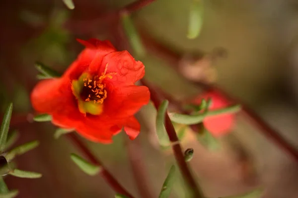 Κοντινή Θέα Των Όμορφων Κόκκινων Λουλουδιών Στον Κήπο — Φωτογραφία Αρχείου