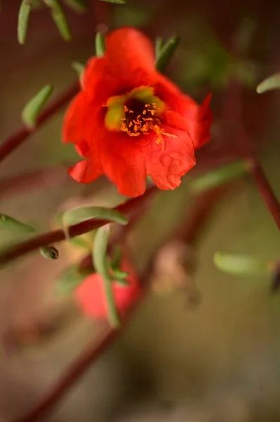 Close Uitzicht Mooie Rode Bloemen Tuin — Stockfoto