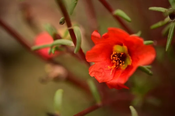 Close Uitzicht Mooie Rode Bloemen Tuin — Stockfoto