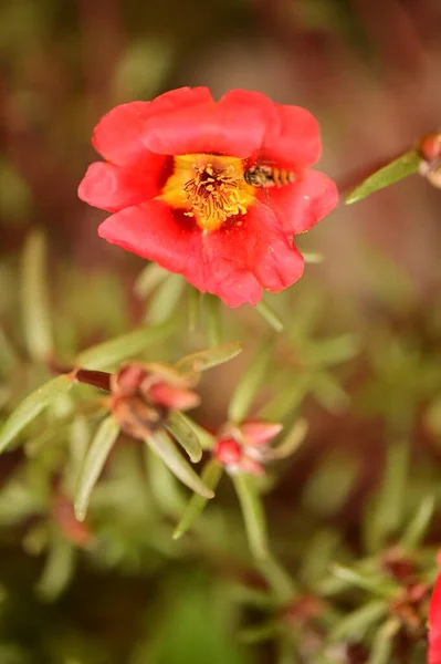 Vista Vicino Ape Seduta Bellissimi Fiori Rossi Giardino — Foto Stock