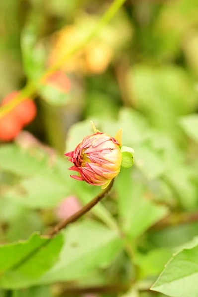 Närbild Vackra Röda Blommor Trädgården — Stockfoto