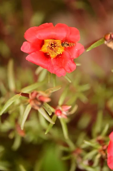 在花园里蜜蜂坐在美丽的红色花朵上的近景 — 图库照片