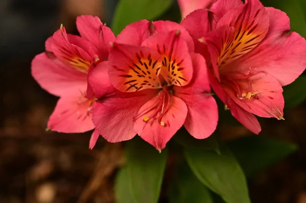 Close View Beautiful Pink Flowers Garden — Fotografie, imagine de stoc