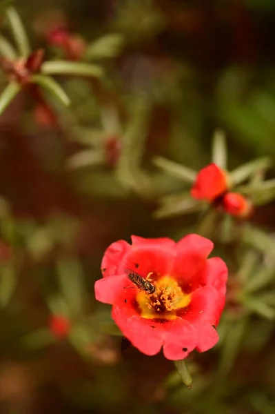 Vue Rapprochée Abeille Assise Sur Belles Fleurs Rouges Dans Jardin — Photo