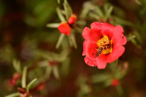 Close View Bee Sitting Beautiful Red Flowers Garden — Stock Photo, Image