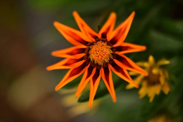 Nahaufnahme Von Wunderschönen Orangefarbenen Blumen Garten — Stockfoto