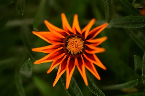 Vista Cerca Hermosas Flores Color Naranja Jardín — Foto de Stock