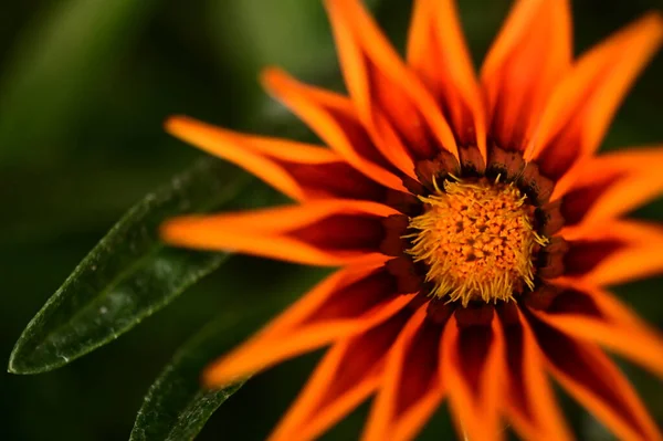 Закрыть Вид Красивые Оранжевые Цветы Саду — стоковое фото