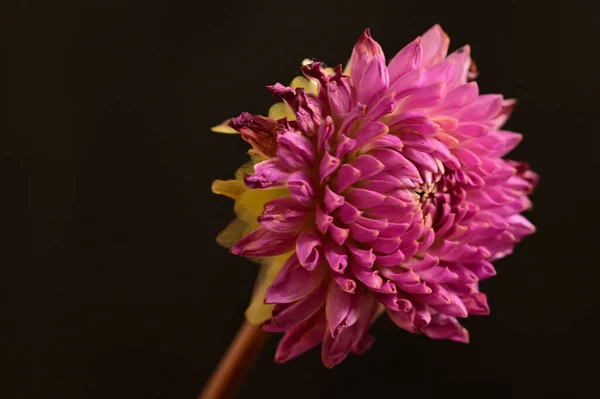 Красивый Розовый Цветок Черном Фоне — стоковое фото
