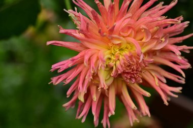 close up view of beautiful pink flowers in the garden