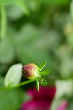 Bahçede çözünmemiş güzel çiçekler, yakın çekim manzarası.