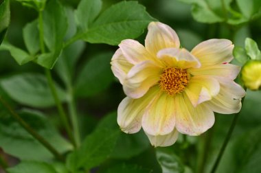 Bahçedeki güzel beyaz ve sarı çiçekleri kapat.