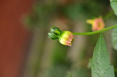 Bahçede büyüyen güzel pembe ve sarı renkli çiçekler.