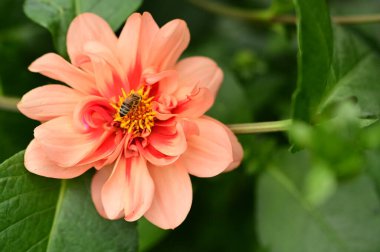 Bahçedeki güzel kırmızı çiçeklerin üzerinde oturan arının yakın görüntüsü