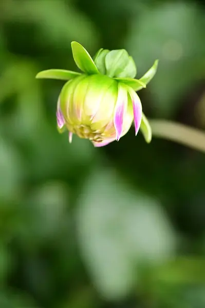 庭で育つ美しいピンクと黄色の花 — ストック写真