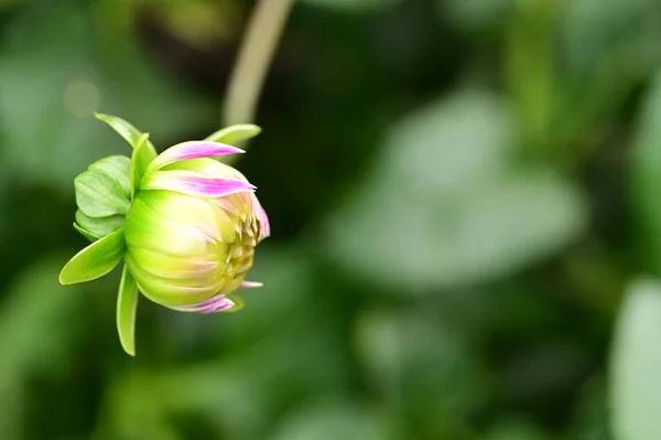 庭で育つ美しいピンクと黄色の花 — ストック写真