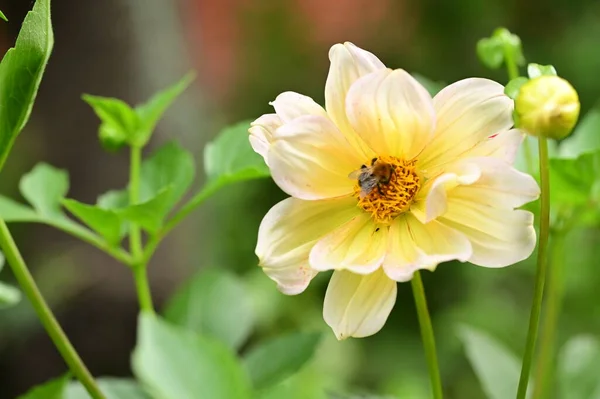 Bliska Widok Pszczoły Siedzi Piękne Żółte Kwiaty Ogrodzie — Zdjęcie stockowe