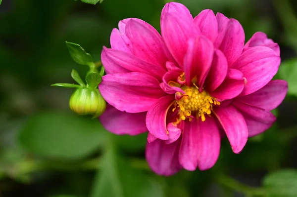 Close View Beautiful Pink Flowers Garden — Foto de Stock