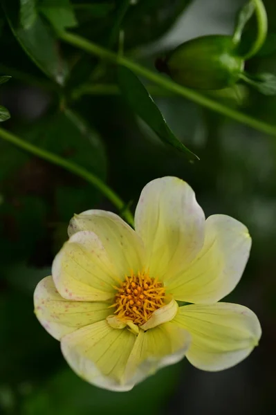 庭の美しい白と黄色の花を間近に見ることができます — ストック写真